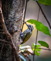 Wall Mural - Close up photo of a Speckled piculet (picumnus innominatus).speckled piculet is a species of bird in the family Picidae. It is found in Indian, China and Southeast Asia.