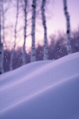 Poster - Softly falling snow on a snowdrift with blurred birch trees in the background at sunset.