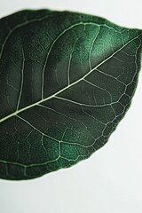 Wall Mural - Close-up of a single, dark green leaf with visible veins against a white background.