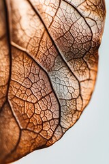 Poster - Close-up of a copper-colored leaf showcasing intricate vein patterns and textures.