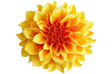 Canvas Print - Vibrant yellow and orange dahlia flower isolated on white background.