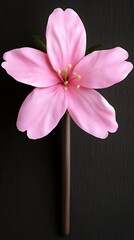 Wall Mural - Blossom lollipop. Top view, pink candy on a stick, black background. Use sweets & treats concept