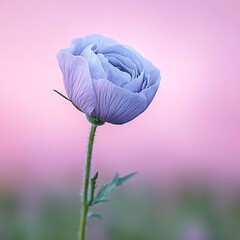 Wall Mural - Blue Flower on stem blooming in field with soft pastel sunrise. Use Background, wallpaper