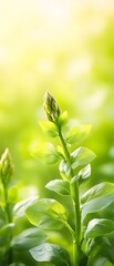 Canvas Print - Bud growing outdoor, sunlight background. Botany concept, growth or spring stock