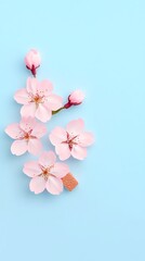 Wall Mural - Cherry blossoms falling on solid light blue background. Use as mobile wallpaper or ad design