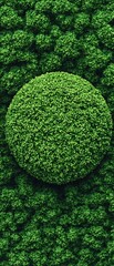 Canvas Print - Circular moss patch on mossy ground, backdrop for environmental ads and nature related content