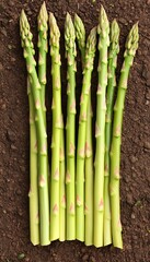 Canvas Print - Fresh asparagus spears on soil, farm-fresh harvest