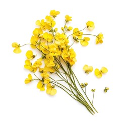 Wall Mural - Bouquet of yellow rapeseed flowers isolated on white background.