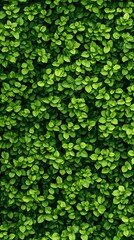 Canvas Print - Green leaves wall background. Use Nature, Gardening, Decoration, Texture