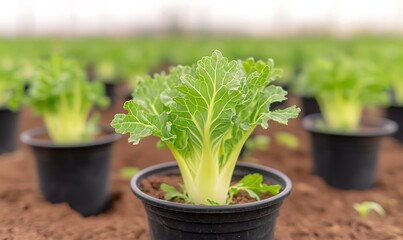 Canvas Print - Growing leafy greens potted in a greenhouse, seedlings in rows, for healthy food