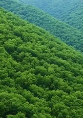 Poster - Hills covered by trees, forest background. Great for nature or conservation websites and marketing material