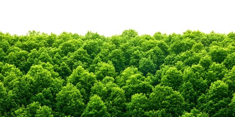 Wall Mural - Lush, green tree canopy background for nature concepts, environmental projects, & green space imagery