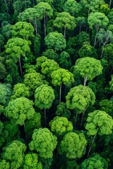 Canvas Print - Lush jungle canopy seen from above; environment or conservation project use