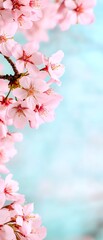 Sticker - Pink blossoms bloom against a blue backdrop, used for spring announcements