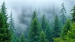 © settapong - Towering conifers shrouded in a thick fog veil, evergreen, green, tree