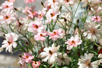 Background material photo of Ranunculus Rax series flower close-up