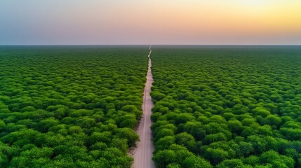 Poster - Road through lush forest at dawn. Use travel, ecology, conservation