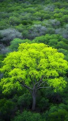 Poster - Solitary tree standing amidst lush green foliage. Nature scene. Use as wallpaper or eco-awareness message