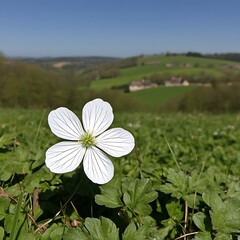 Poster - White flower blooming, rural meadow background. Use Spring, countryside, nature, serenity