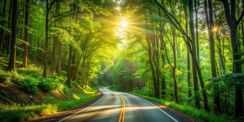 Poster - Sunlit Road Winding Through Lush Green Forest Canopy