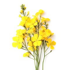 Wall Mural - Bouquet of yellow rapeseed flowers isolated on white background.