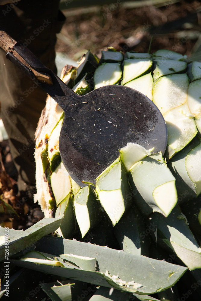 Jima is the process of pruning the agave by cutting its leaves and ...