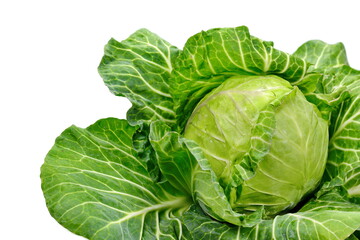 Wall Mural - Fresh Ripe cabbage isolated on a white background.