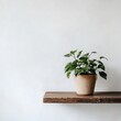 © Suwanna369 - Green Plant in Beige Pot on Rustic Wooden Shelf Against White Textured Wall