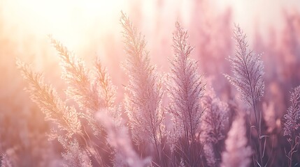 Canvas Print - Sunset Pampas Grass Field, Autumnal Glow, Peaceful Nature Scene, Website Banner