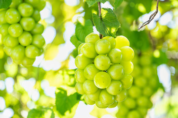 Wall Mural - green grape on a branch over green natural garden blur background, bunch of shine muscat grape with 