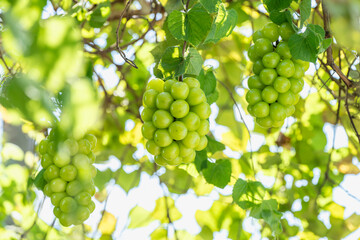 Wall Mural - green grape on a branch over green natural garden blur background, bunch of shine muscat grape with 