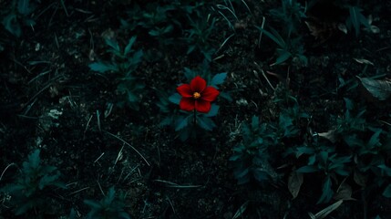 Wall Mural - Single red flower blooms darkly amidst deep green foliage. AI Generated