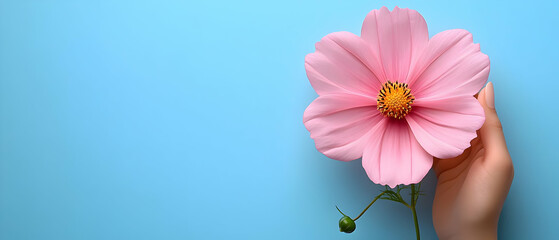 Wall Mural - Pink cosmos flower held, blue background