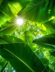 Sticker - Lush Green Banana Leaves Sunlight - Tropical themes