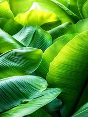 Sticker - Lush Green Tropical Banana Leaves Texture -  Lush greenery & nature.