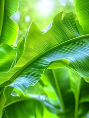 Sticker - Lush Green Banana Leaves, Tropical Nature - Vibrant greens and natu.