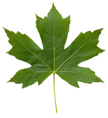 Wall Mural - A leaf of a tree is shown in full color. The leaf is green and has a distinct shape