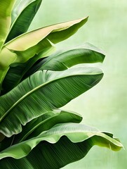 Sticker - Lush Green Banana Leaves, Tropical Foliage - Tropical themes