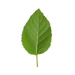 Wall Mural - A leafy green leaf is shown on a white background. The leaf is the main focus of the image, and it is fresh and vibrant. The white background emphasizes the natural color of the leaf