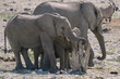 © lilybee - Group of elephants waiting for their turn for bathing and drinking at watering hole in the savannah in the Namibian Etosha National Park.