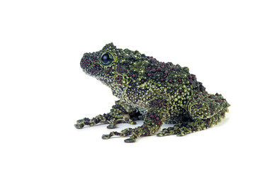 Wall Mural - a female theloderma corticale (vietnamese mossy frog) on white background, mossy tree frog closeup o