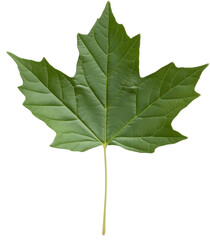 Wall Mural - A leaf of a tree is shown in full color. The leaf is green and has a pointed tip. The image is of a single leaf, and it is the only thing visible in the picture