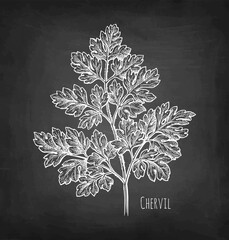 Canvas Print - chervil herb chalk sketch
