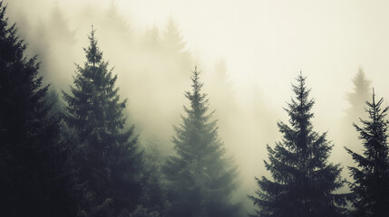 Wall Mural - misty landscape with mountains and dark moody fir forest in hipster vintage retro style