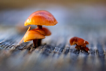 Wall Mural - The lovely orange-brown caps of Flammulina velutipes continue fruiting through the winter. Commonly known as Velvet Shank, this is a stump-rotting fungus it also occurs on standing dead wood.