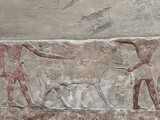 Reliefs in the tombs of inefert, unas Ankh and princess Idut showing daily life rituals in Saqqarah in Egypt