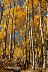 Wall Mural - Hikers looking at yellow aspen trees in the autumn in Maroon Bells Aspen Colorado on a sunny autumn day