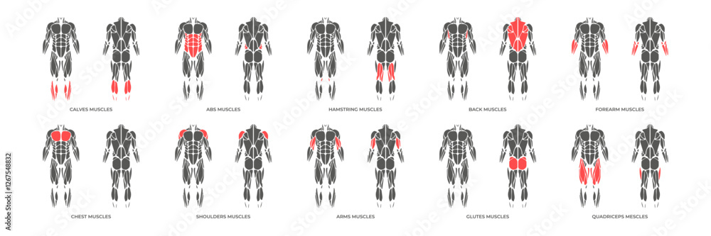 Normal Muscles Men Human muscles anatomy. Male muscle anatomy icon set. Vector ...
