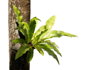 asplenium antiquum tree isolate on white background, high resolution image 45mp