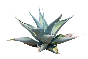 agave tree isolate on white background, high resolution image 45mp